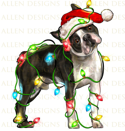 Christmas Boston Terrier