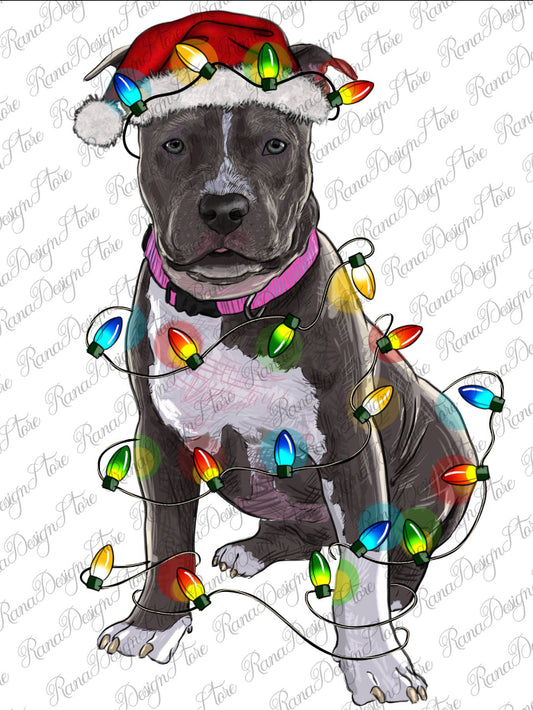 Christmas Pitbull