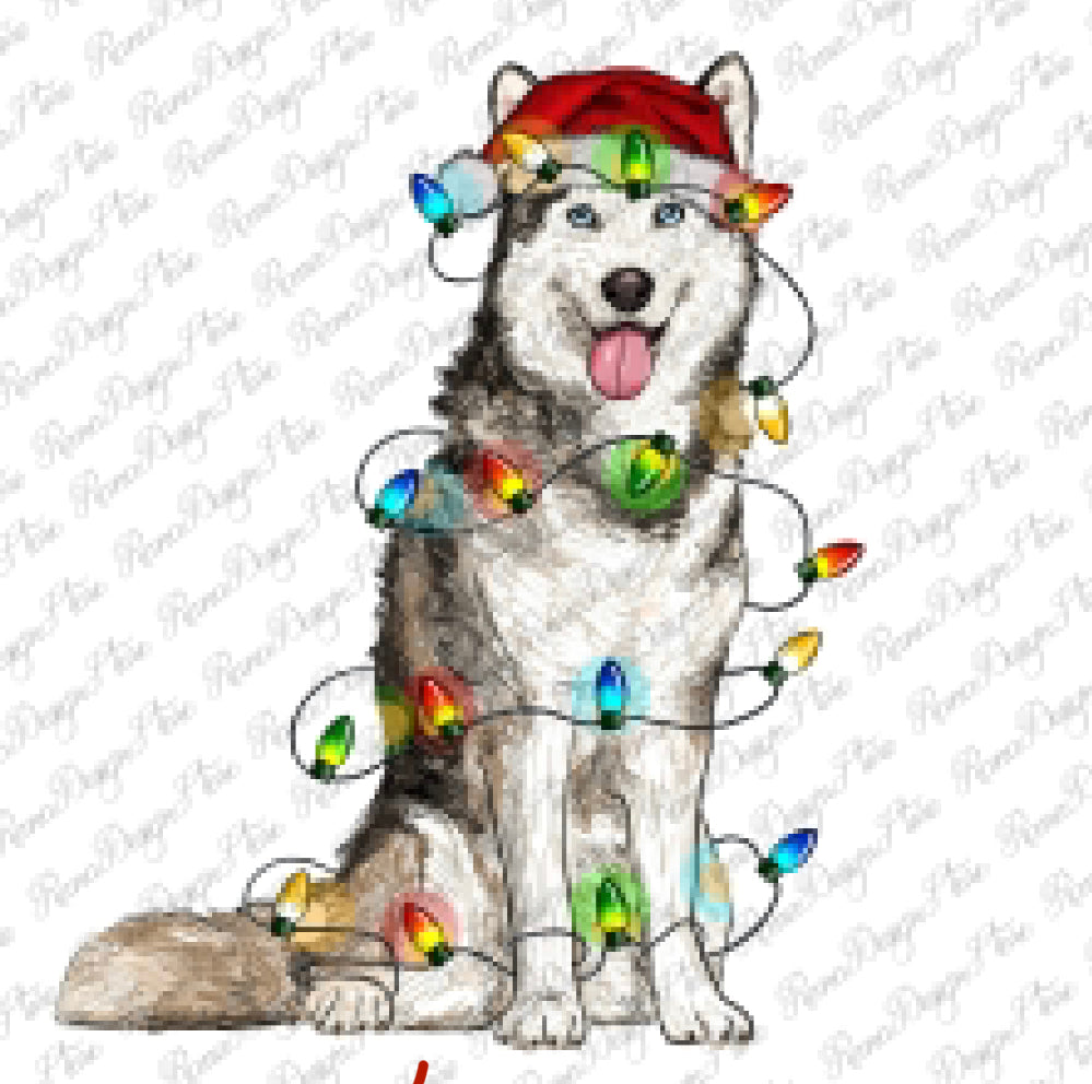 Christmas Husky
