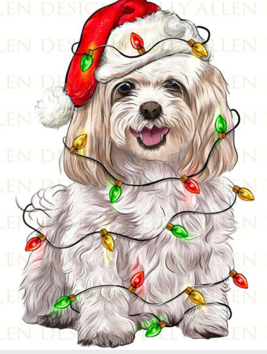 Christmas Maltese
