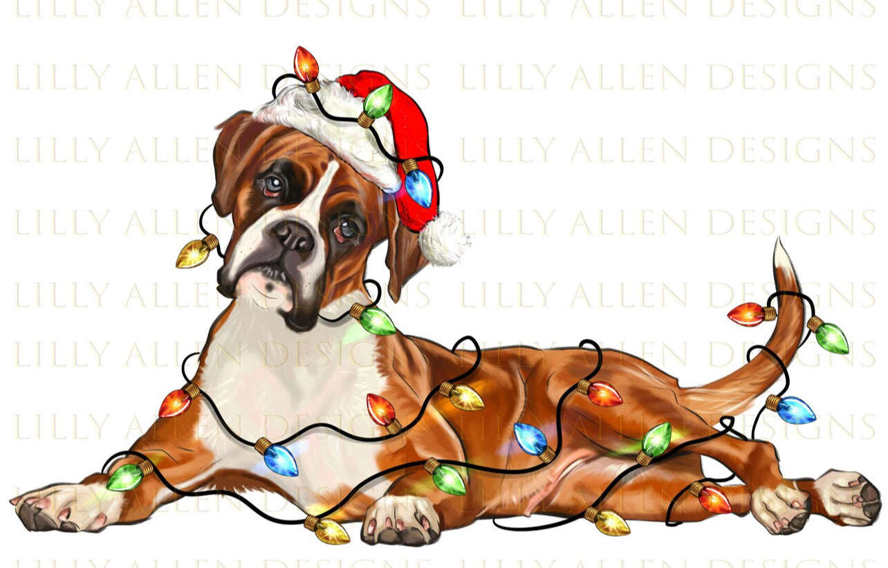 Christmas Boxer